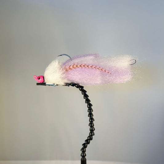 Fairy Minnow